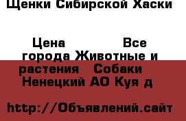 Щенки Сибирской Хаски › Цена ­ 20 000 - Все города Животные и растения » Собаки   . Ненецкий АО,Куя д.